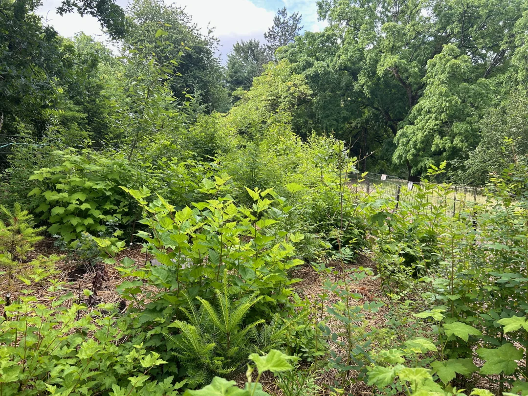 School garden