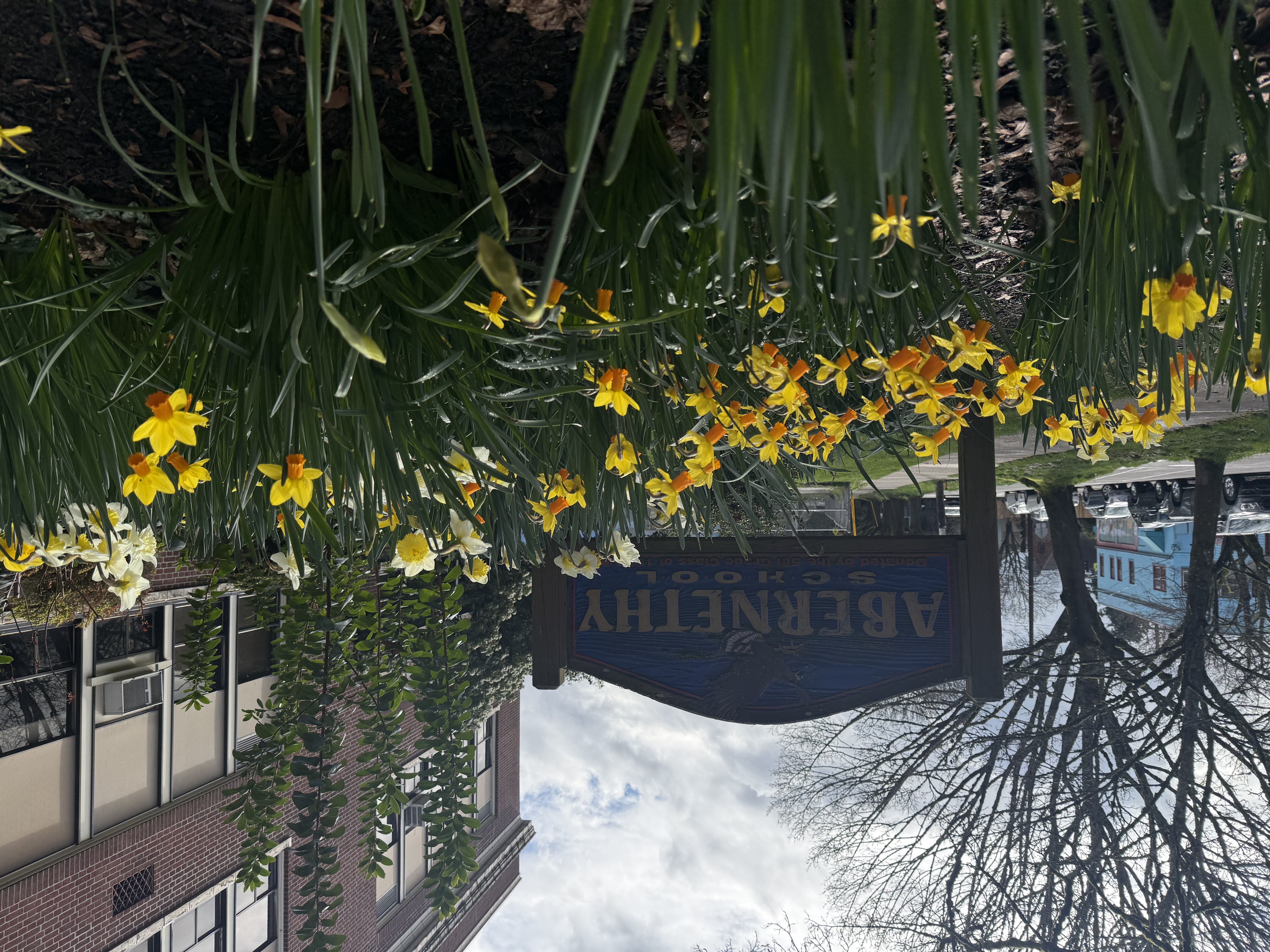 Abernethy School sign with spring daffodils